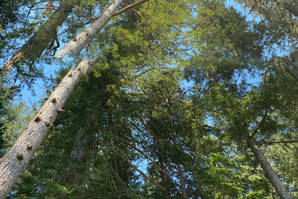 32904389_web1_230608-NTC-NTS-interfor-FPB-logging-trees_1