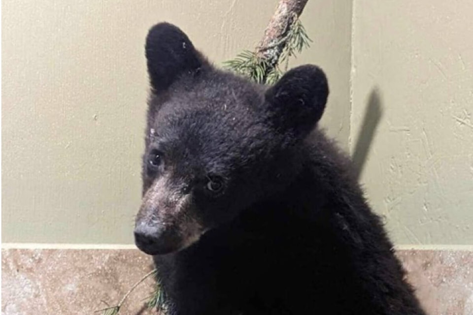 33176651_web1_resized-Cub-2-IMG_4569-1-