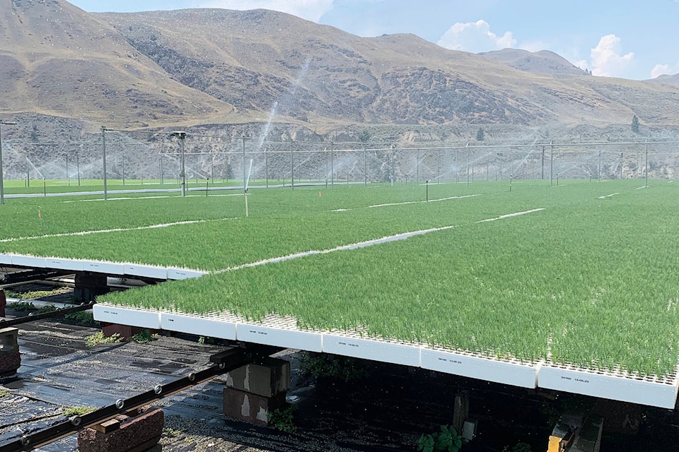 Some of the 20 million or so seedlings growing at the Juniper Beach facility of PRT Growing Services east of Cache Creek. (Photo credit: PRT)
