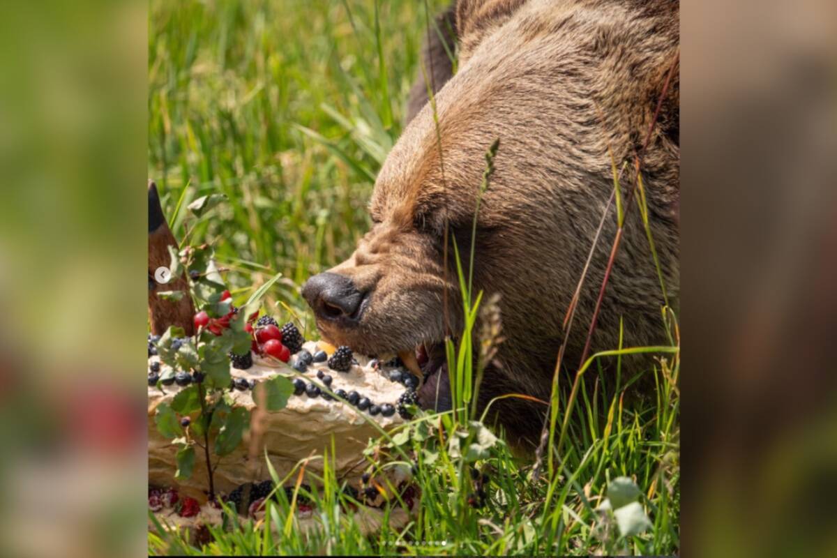 Boo eats cake. (instagram.com/khgrizzlybearrefuge)