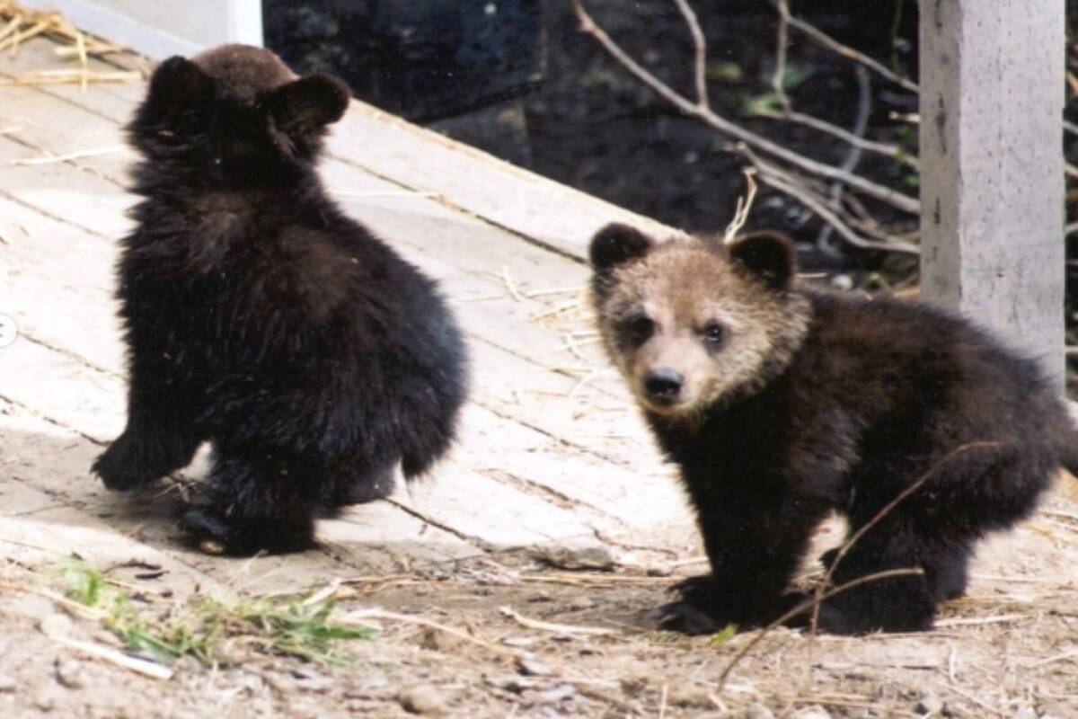 Baby Boo. (instagram.com/khgrizzlybearrefuge)