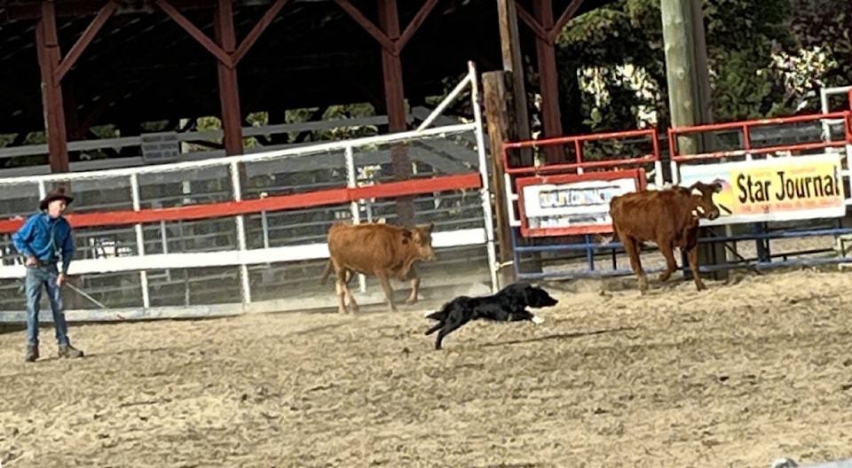 33426820_web1_221027-OMH-Dogs-with-Jobs_5