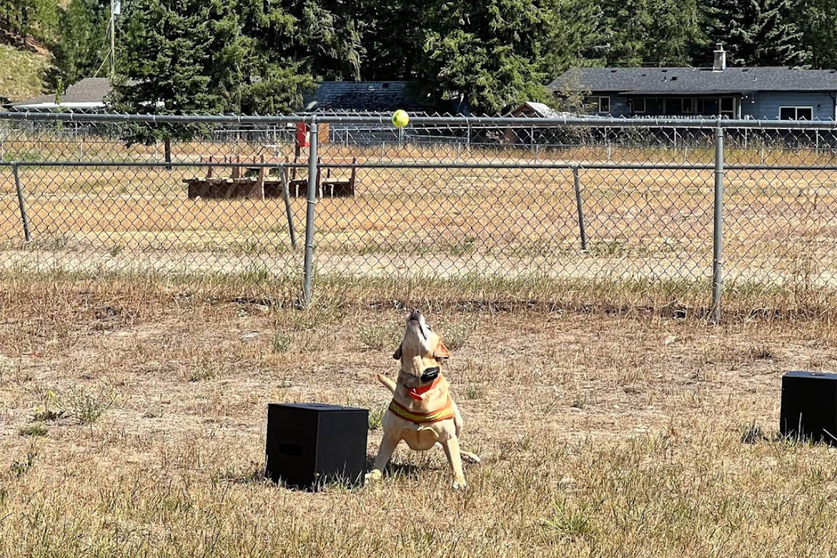 33450418_web1_RSZ-Mike-Ritcey-s-working-dog-Ranger-363323982_10161360420535931_6049035376586840717_n