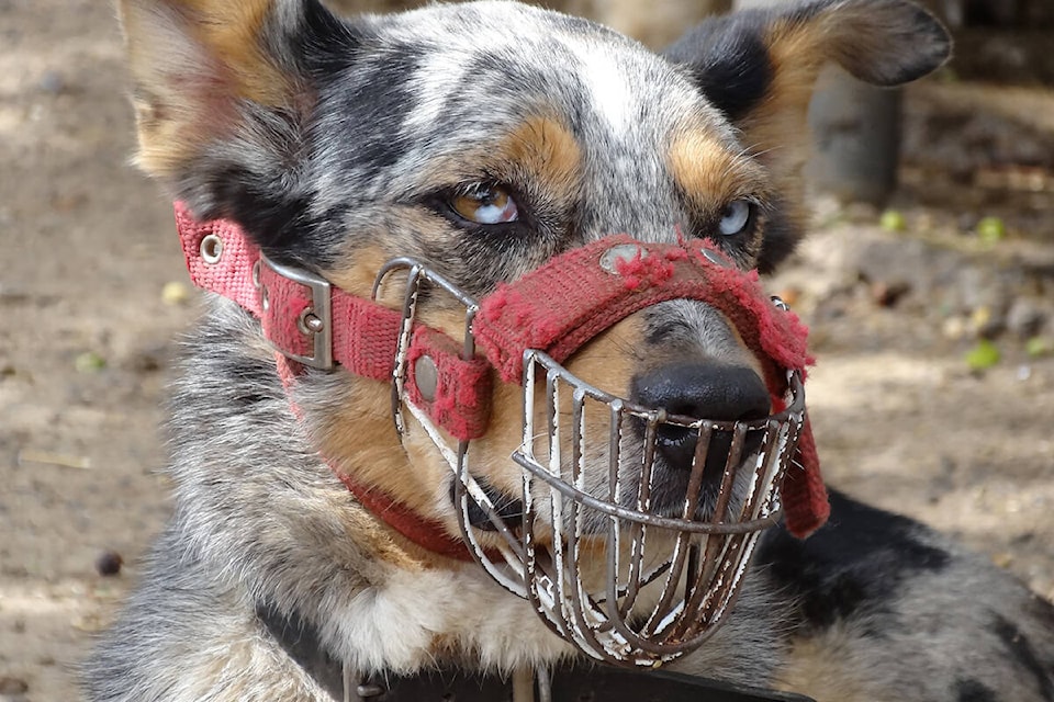 33585891_web1_dog-1897631_1920-web