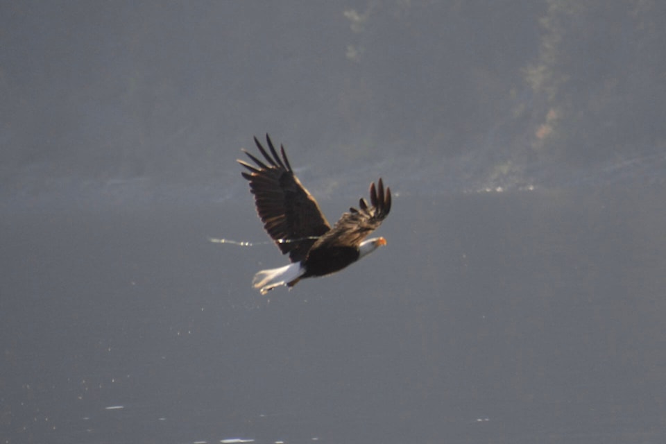 33636773_web1_230823-VMS-eagle-1_1