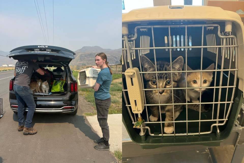 33649145_web1_230823-SAA-SPCA-1_1
