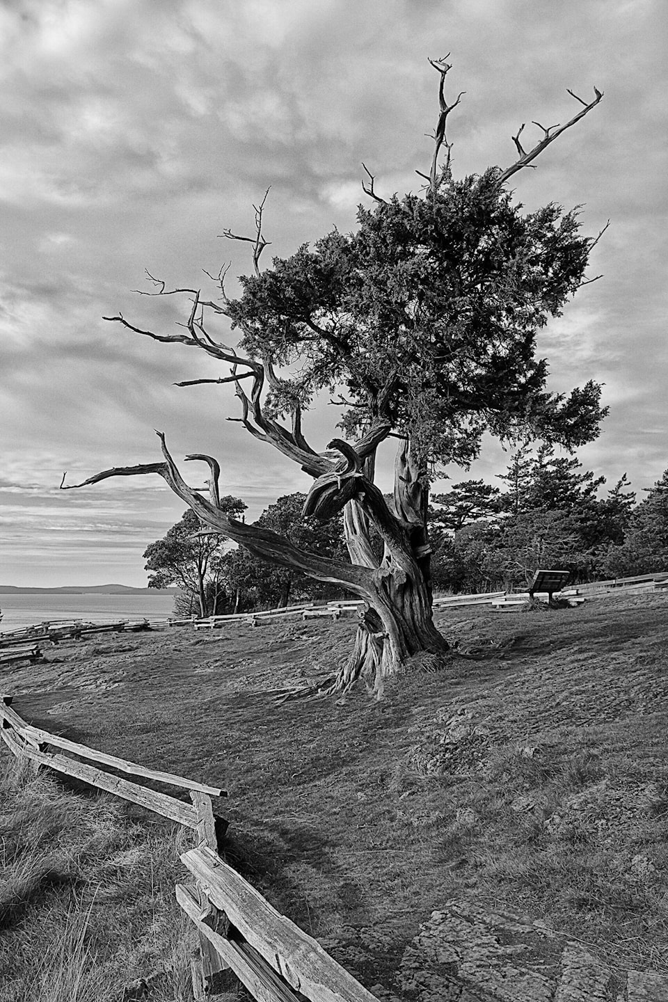 33652717_web1_Ocean-Tree-2