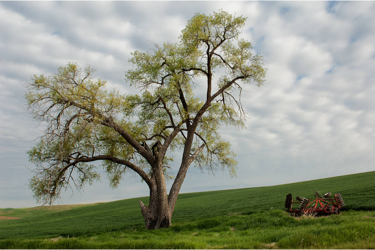 33652717_web1_RSZ-Farmer-s-tree