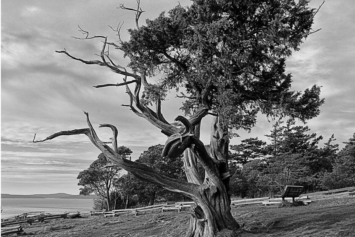 33652717_web1_RSZ-Ocean-Tree-2