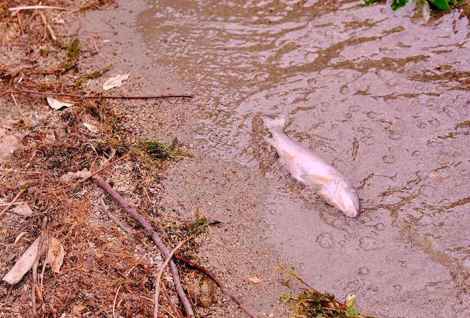 33766675_web1_230907-KWS-DeadFish-fish_1
