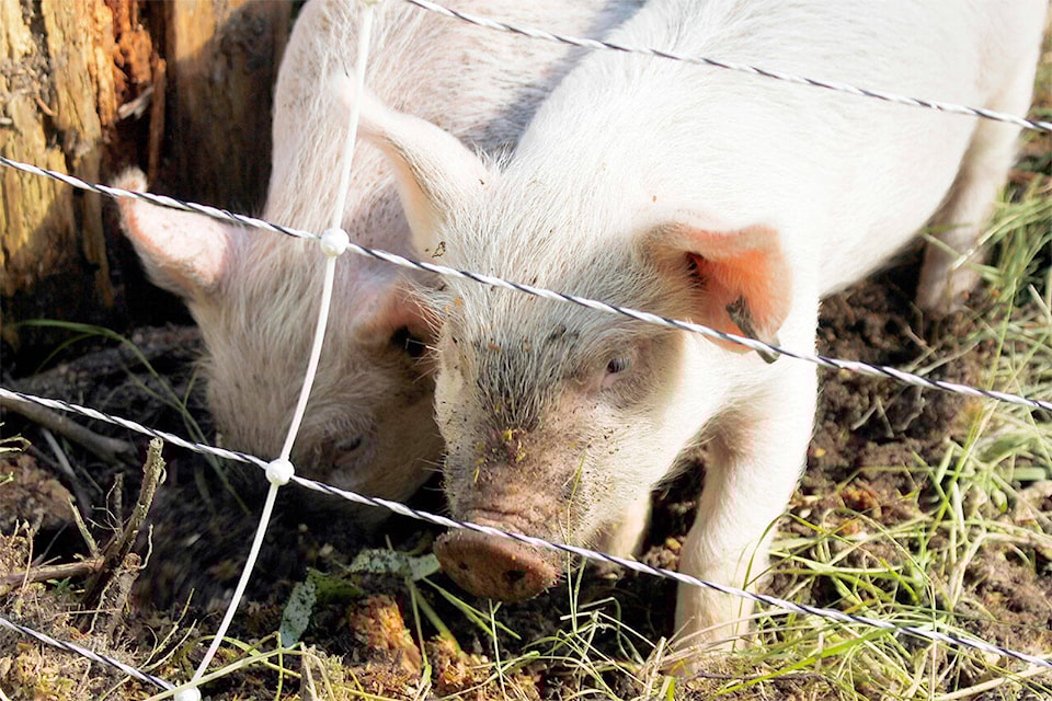 33768465_web1_Pigs_WEBFull