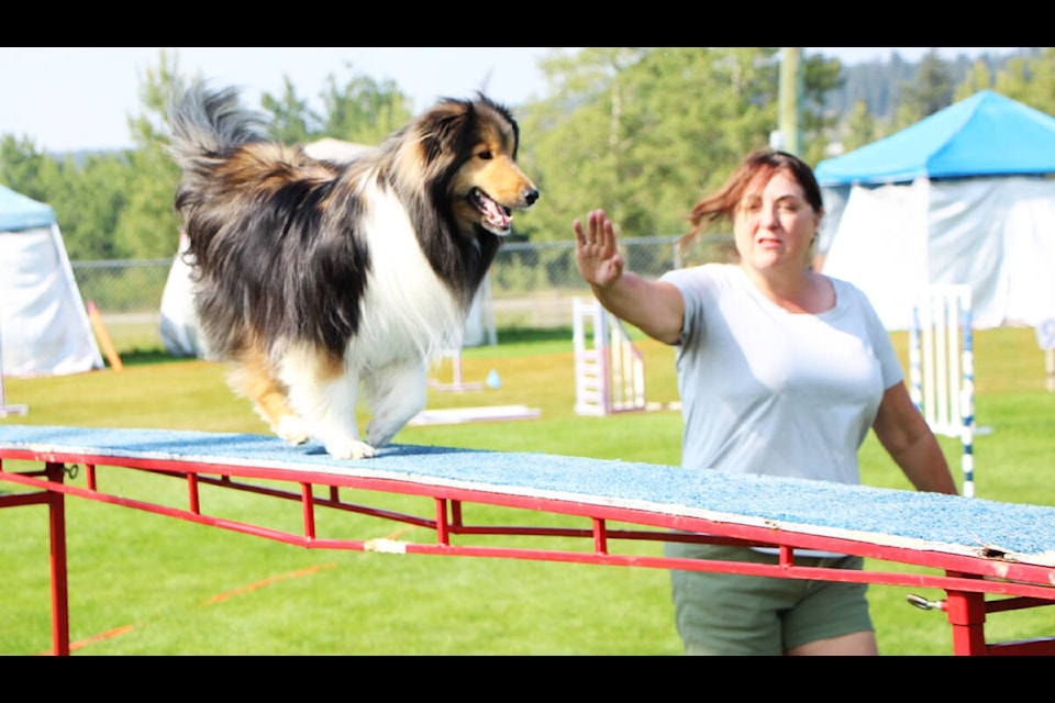Using willpower, a verbal command and her hand Jane Halas orders her dog Maverick to slow down while they compete together in the 14th annual Cariboo Agility Team’s Dog Agility Trial Aug. 26. (Patrick Davies photo - 100 Mile Free Press)