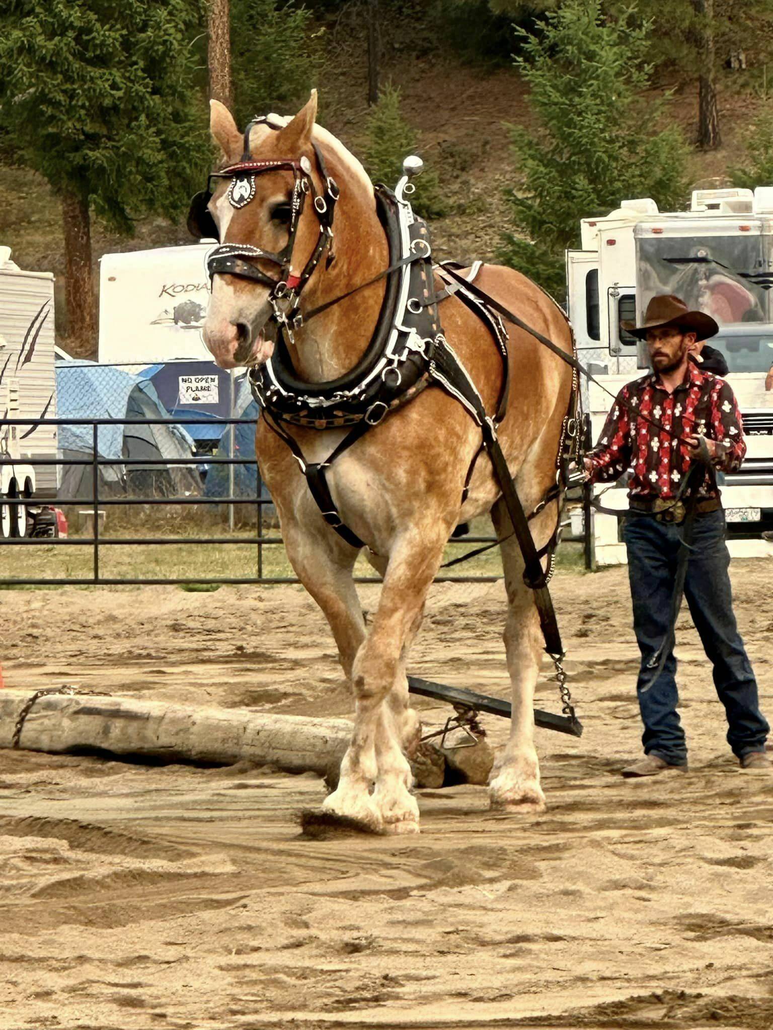33782729_web1_Heavy-horse-pull-372002411_6257355834362732_1845486479164760442_n
