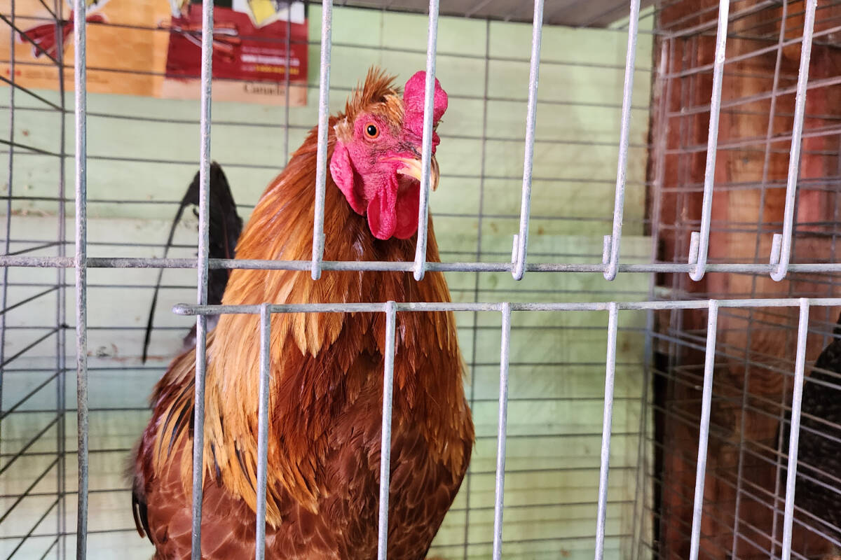 33782729_web1_RSZ-Rooster-1000011423