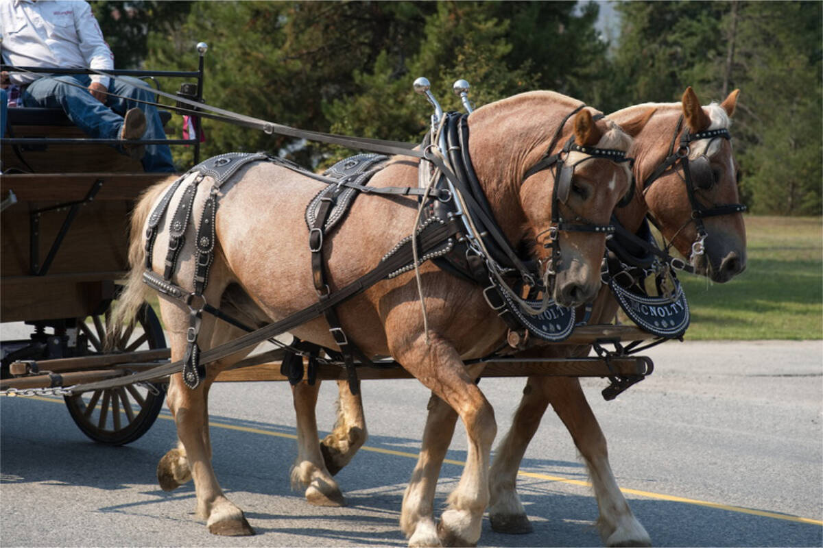 33797883_web1_RSZ-Parade-Gary-M-Heavy-Horses-close-up-GPM01120