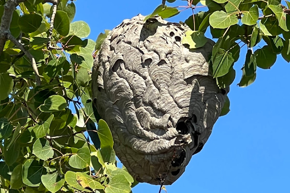 33804186_web1_220901-vne-reader-photo-wasp_1