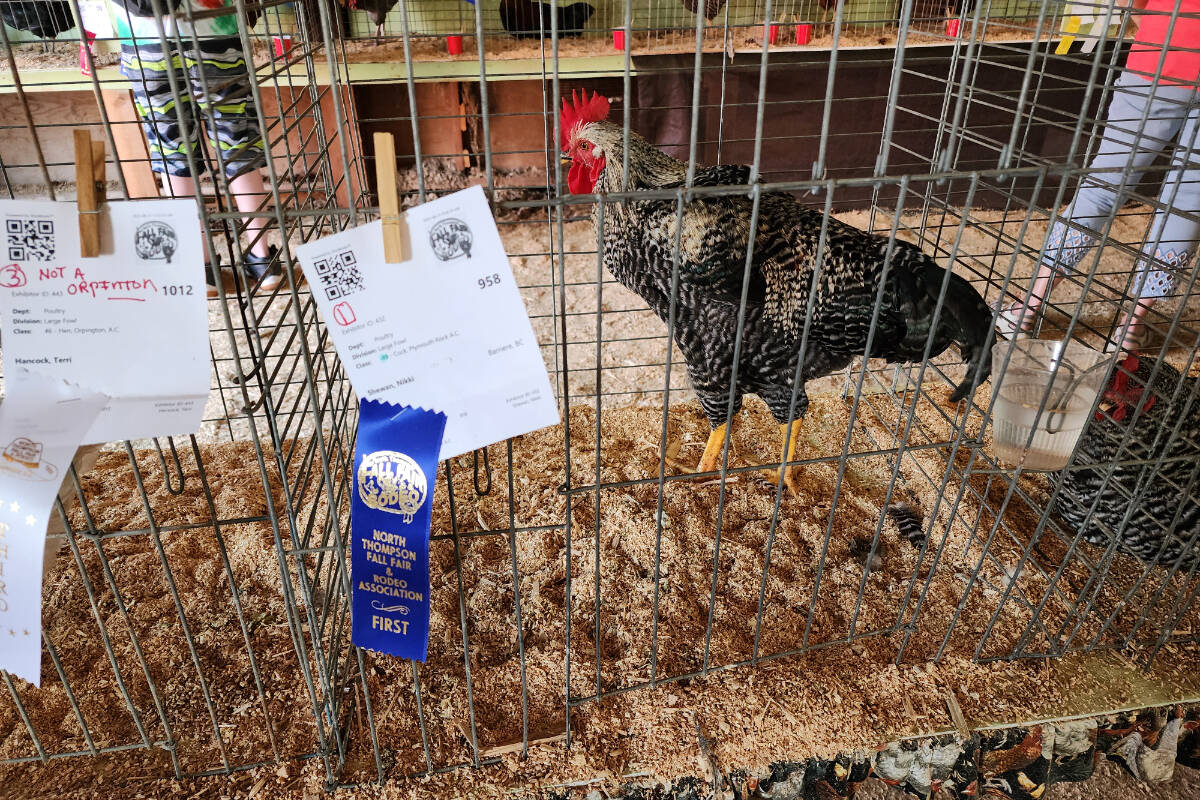 33850136_web1_RSZchicken-20230902_150157