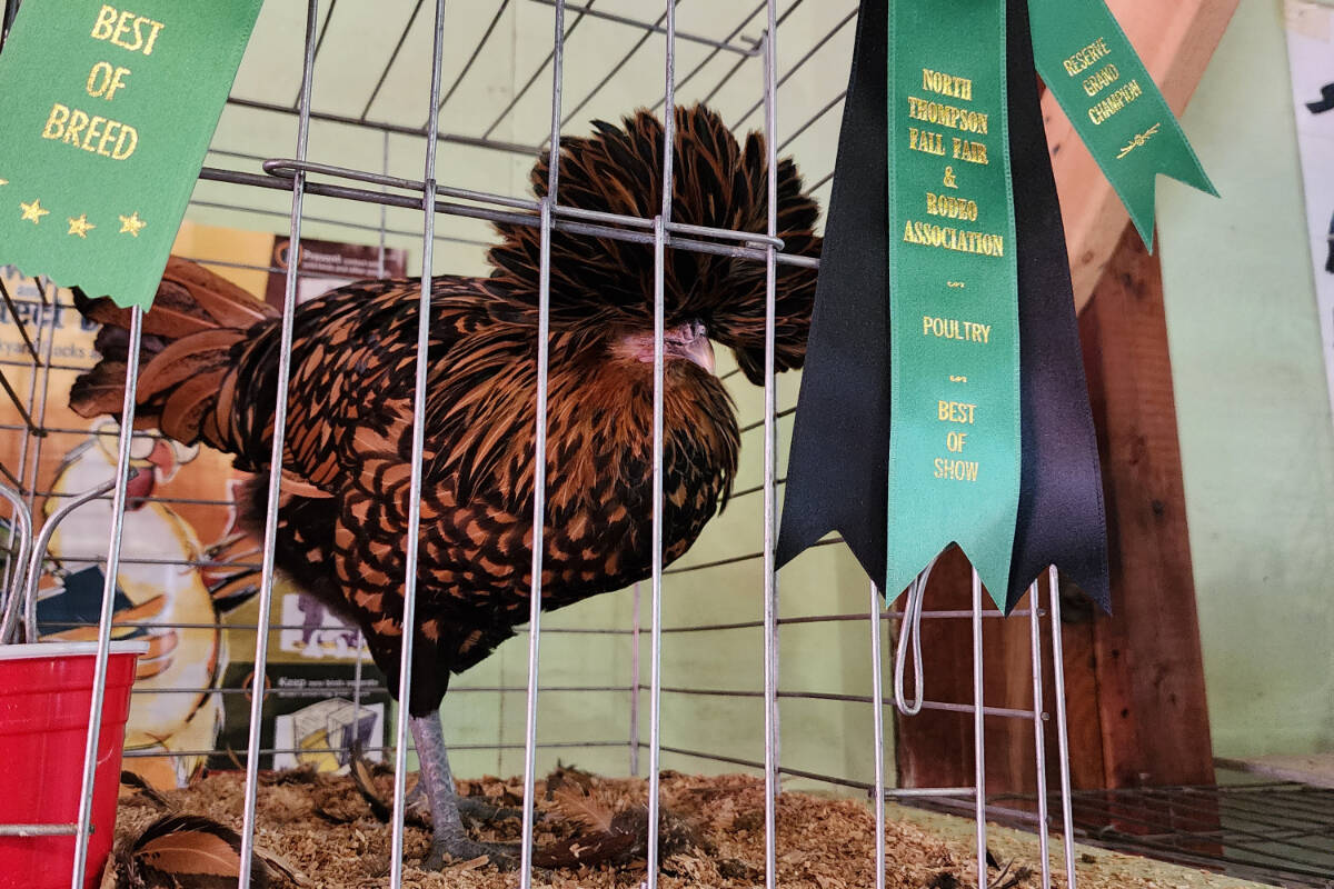33850136_web1_RSzCHICKEN-20230902_150318