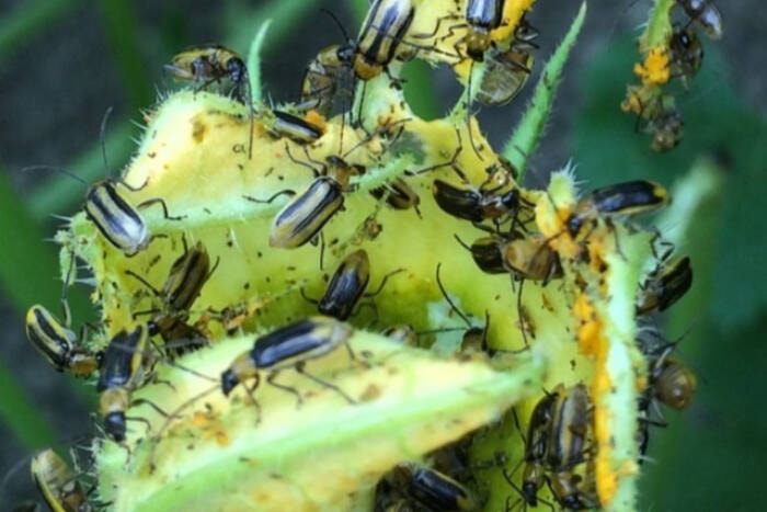 33918966_web1_230921-VMS-rootworm-1_1