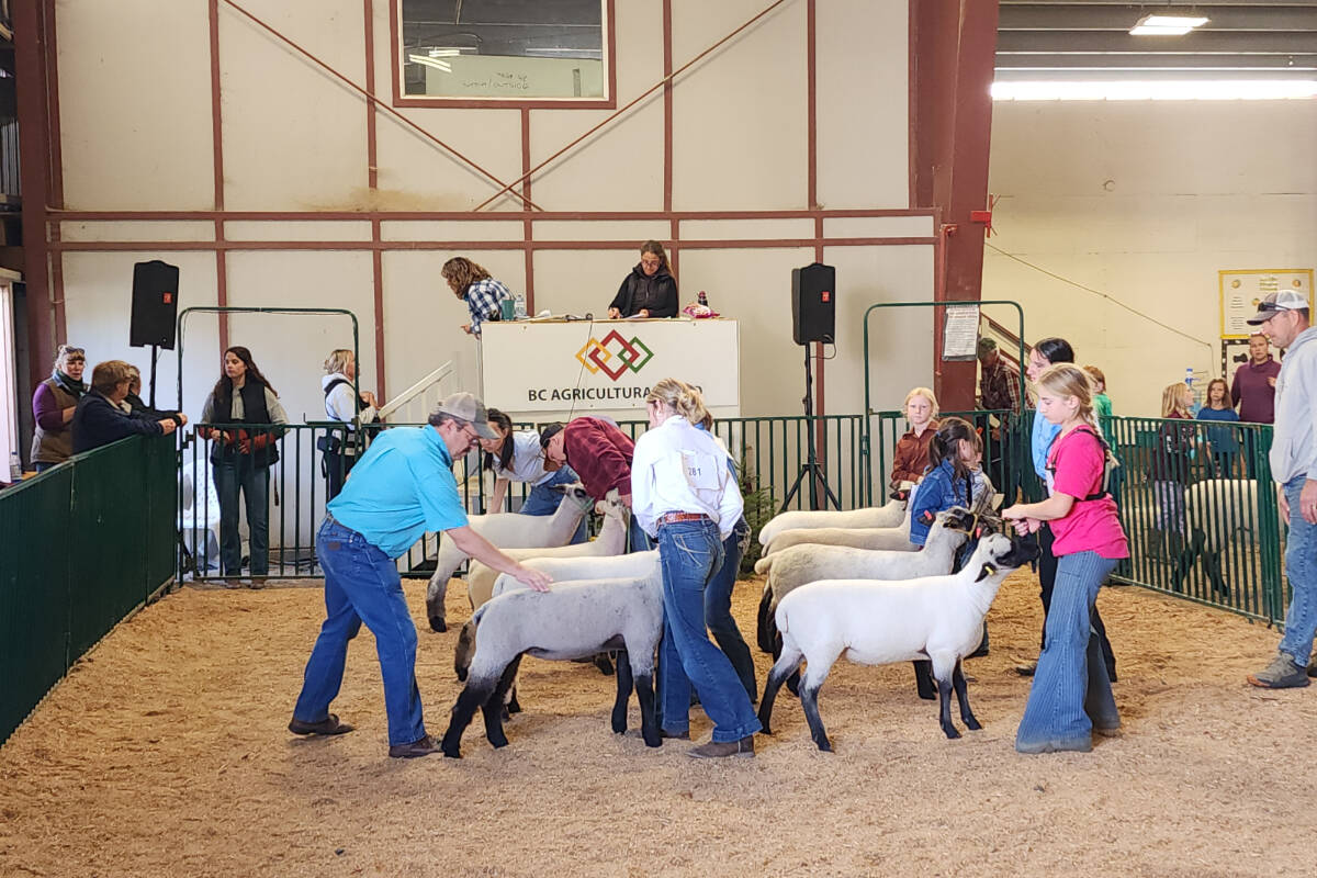 34000102_web1_RSZ-Judging-of-market-lambs-20230924_140225