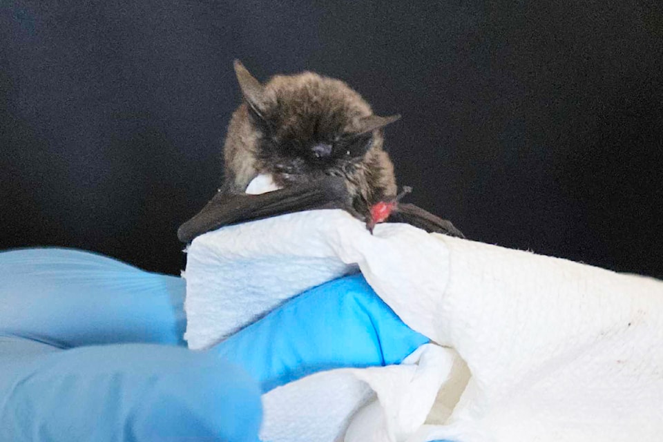 A small injured bat was found on Saturday morning at the North Thompson Fall Fair grounds and taken to the Wildlife Rehab Centre in Kamloops.
