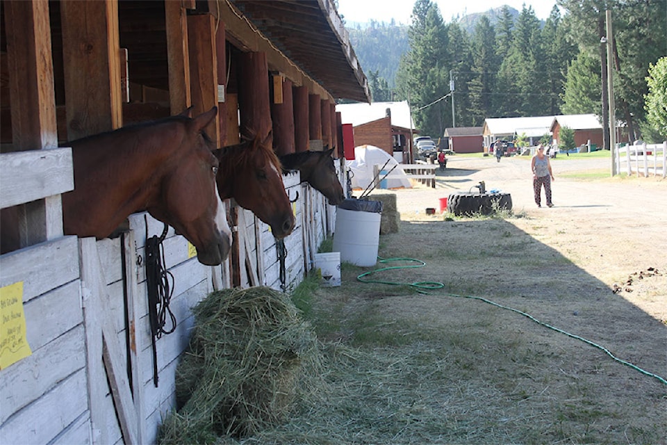 From a horse holding capacity of 125 horse stalls and individual pens, it was increased to house a final total of 378 animals, with approximately 75 per cent of that number horses. Due to evacuation alerts or orders issued due to wildfire activity in the North Thompson and the Caribou region starting on July 7. 