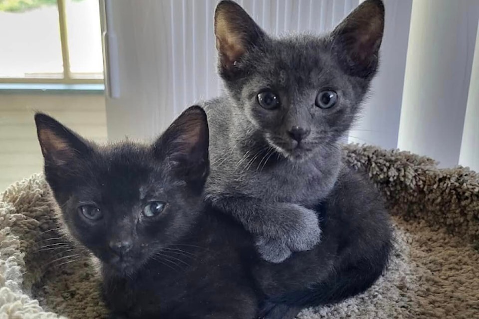 Stormy and brother Smokey are looking for their forever homes. Visit Better Beginnings Kitten Rescue at: bit.ly/4cd8gF3