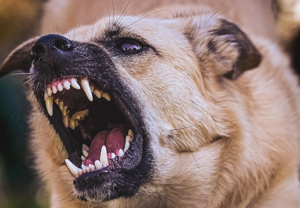 dog-aggression