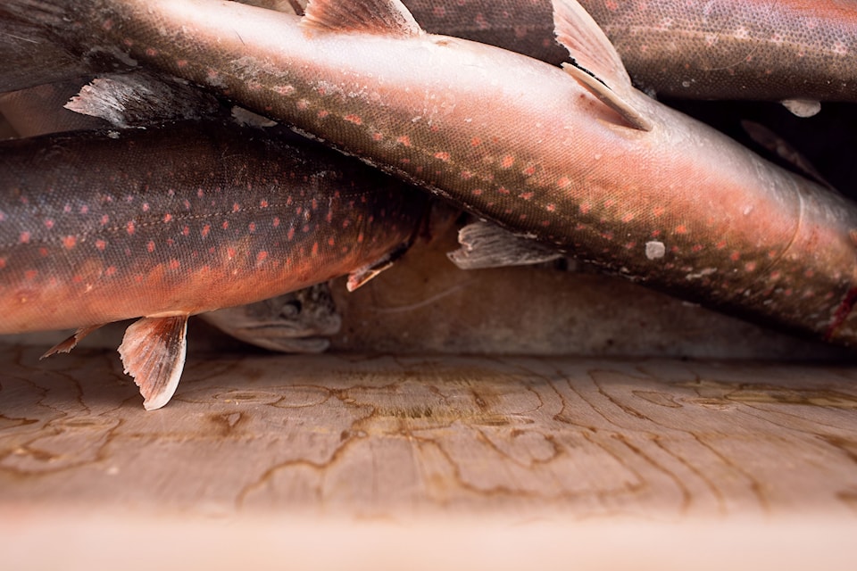 Arctic char catch ready for market.
