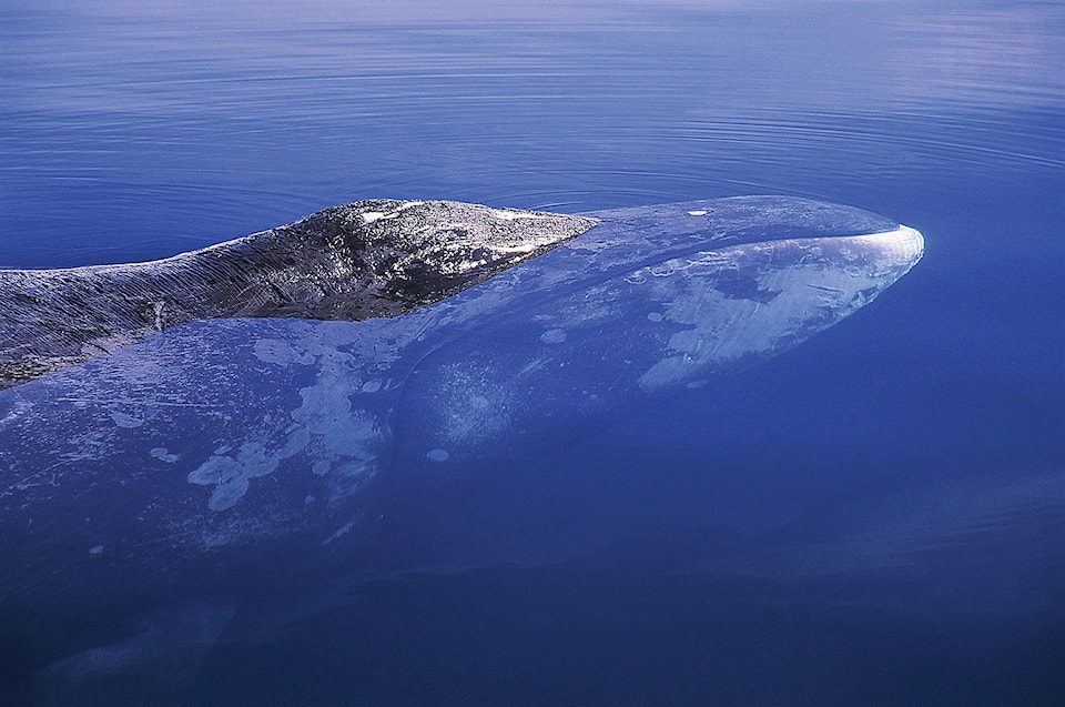 Wildlife File photo Bowhead whalePhoto courtesy DFO