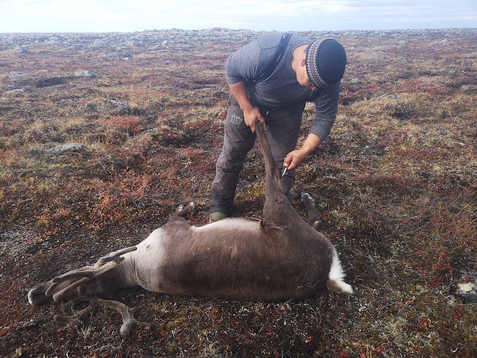 26085478_web1_210811-kiv-healing-caribou_1