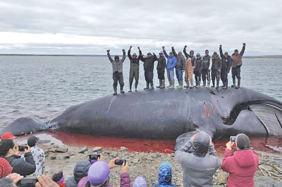 Baker Lake's bowhead hunters stand on top of the 46-foot whale they harvested after bringing it safely to shore on August 17. Photo courtesy of Dino Mablik
