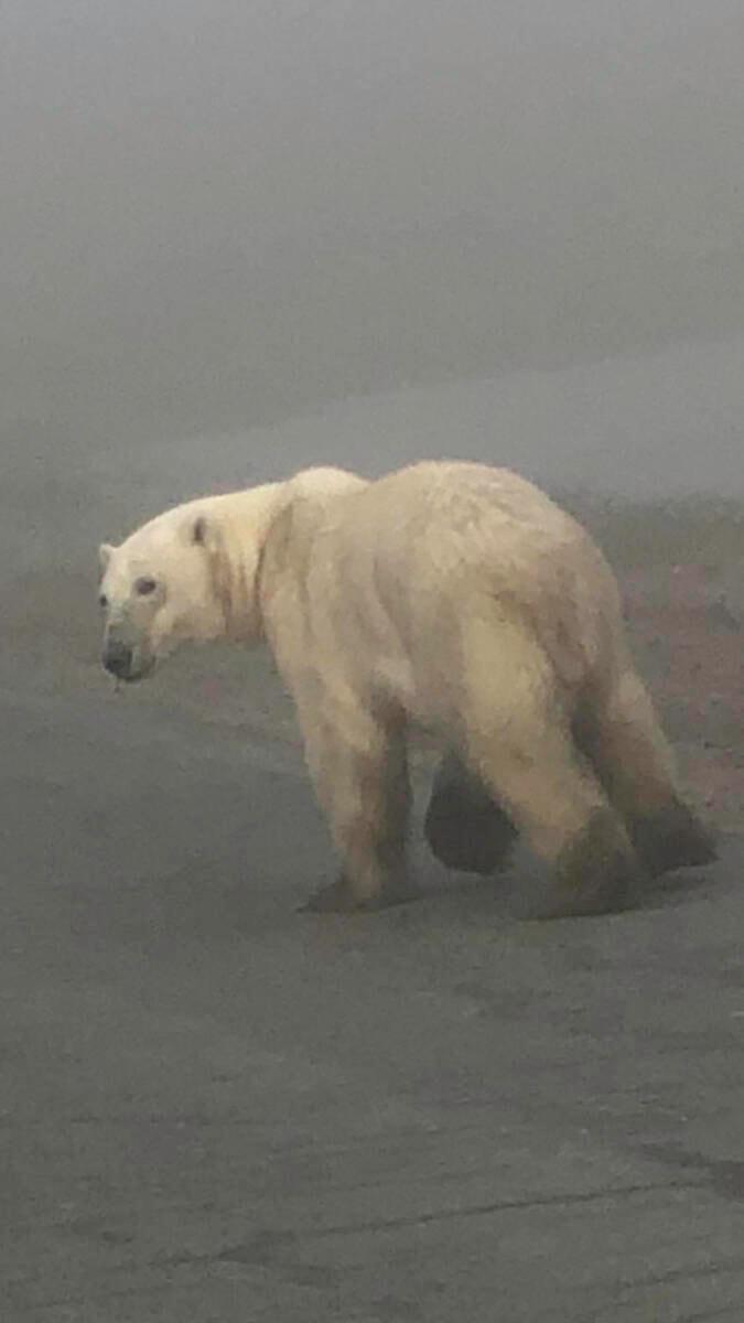29841385_web1_220727-KIV-bearnotshot-polarbear_1