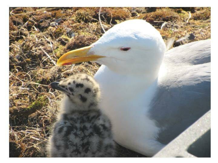 29994042_web1_Seagull-with-chick
