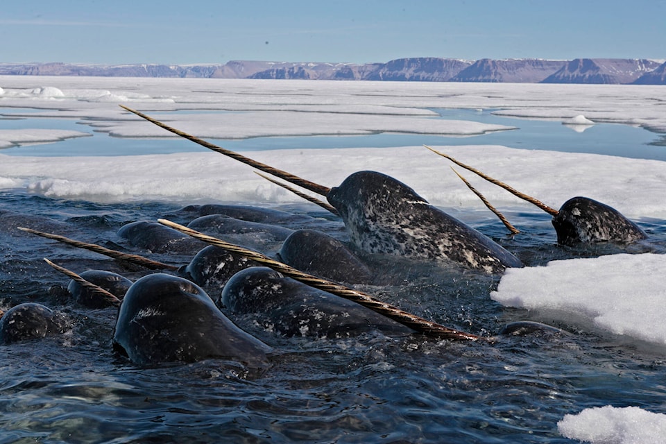 32967978_web1_230619-NUN-Quassa-sea-ice-Narwhal_1