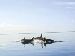 0605May-Lain Bruce.jpg May-Lain Bruce Naujaat Beautiful orcas we spotted when we looked for narwhals heading to White Island (qikiqtaaluk).
