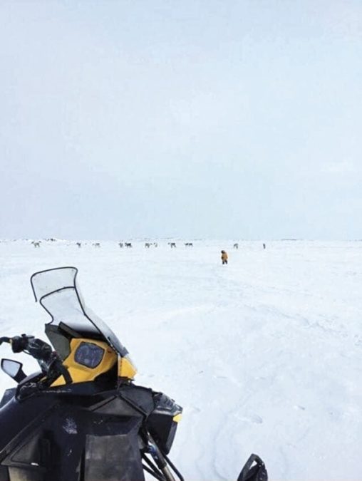 Photo courtesy of Jeffrey Keenainak<br /> Coral Harbour<br /> My two-year-old boy John Uitanngi Keenainak always talking about tuktu. Here he is walking towards the caribou outside of Coral Harbour on December 19, 2017.