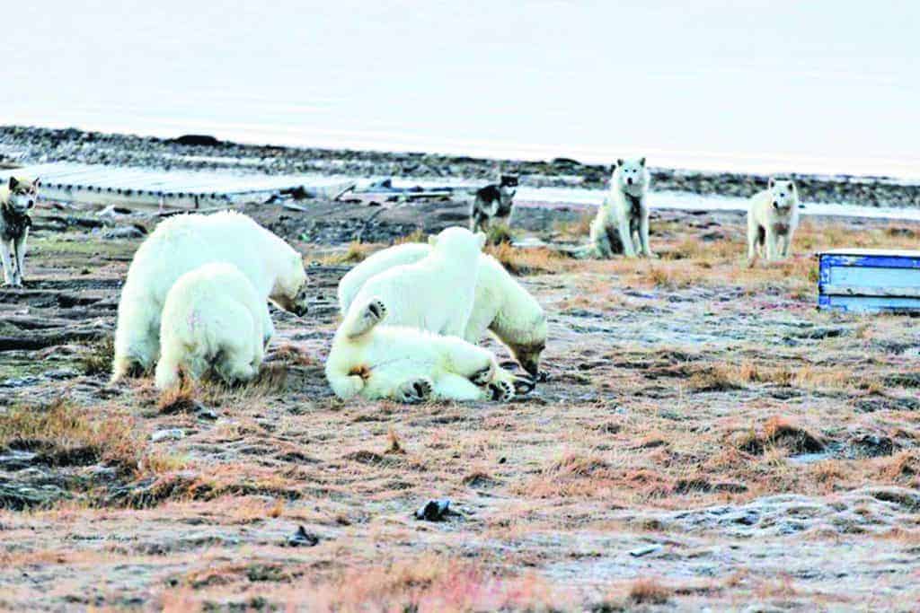 A mother and a rare sighting of four cubs came into Arctic Bay earlier this month. photos courtesy of Josia Akpaliapik‎