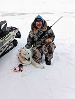 1102Scott Qiyuk Scott Qiyuk Baker Lake I’ve seen many wolves in my lifetime of hunting, but never caught any of them, but this one was taking our caribou meat so I had to shoot it down. My parents Silas and Mariam Qiyuk who lived a nomadic life had to shoot and catch a wolf in order to survive, which is the reason I had never caught a wolf before to show my gratitude toward the animal, I once heard of the same story about not wanting to catch a certain animal but he thought, “if I catch it their spirit will finally eat!” So, in that same thought I caught this wolf so my parents spirit could finally eat!