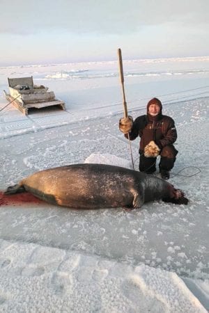 1802Dino Bruce_WINNER Dino Bruce Coral Harbour Hunters in Coral Harbour still practising a traditional method using only a harpoon. John Nakoolak caught this female bearded seal. Southampton Island or Coral Harbour (Jan 30, 2019).