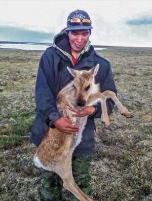 2910Kulula Napayok1 Kulula Napayok Rankin Inlet While out on the land in 2016 this little tuktu was taking a rest that's when I had the time to hold it alive.