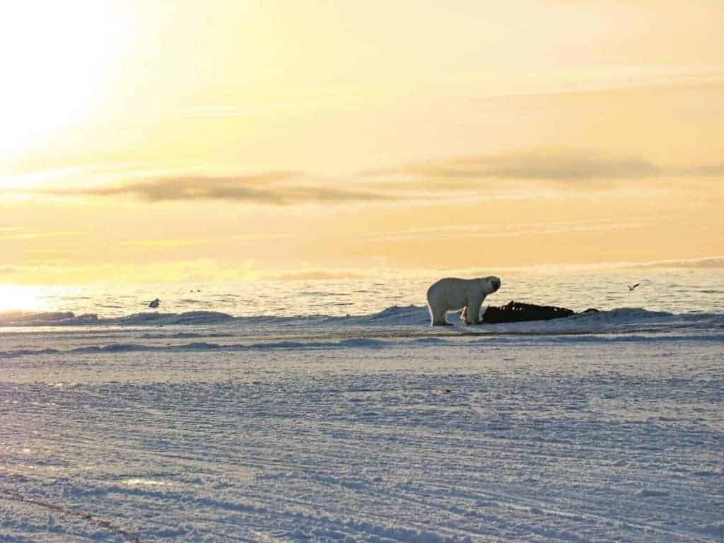 Eric Ootoovak<br /> Pond Inlet<br /> A polar bear feasting on a whale carcass under the midnight sun near Pond Inlet a few years ago.