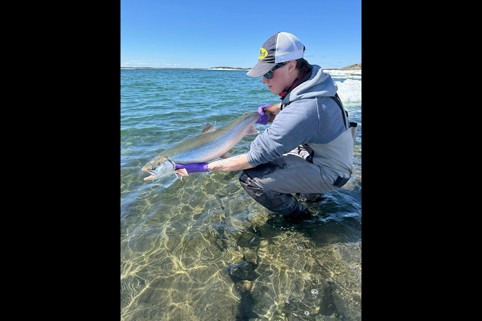 Connor Faulkner releases an Arctic char during a fish tagging project in Rankin Inlet to monitor the migratory behaviour of sea-run Arctic char, capelin, lumpfish and Greenland cod in 2023 and 2024.