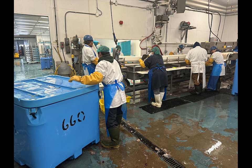 Employees of Pangnirtung Fisheries work on the production line in the plant. Kira Wronska Dorward/NNSL photo