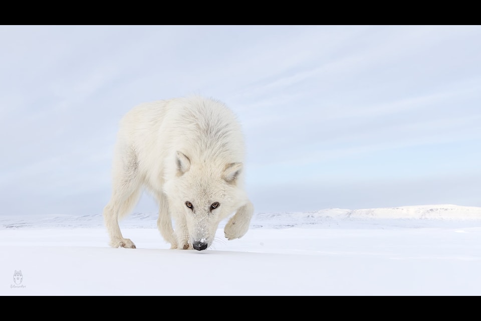 A curious Arctic wolf coming to check out the expedition from close range.