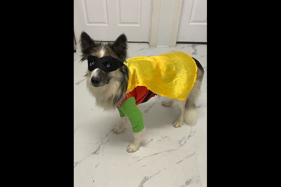 Supermom Sydney is awaiting adoption, along with her eight puppies.