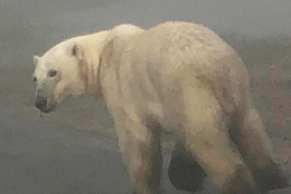 polarbear
