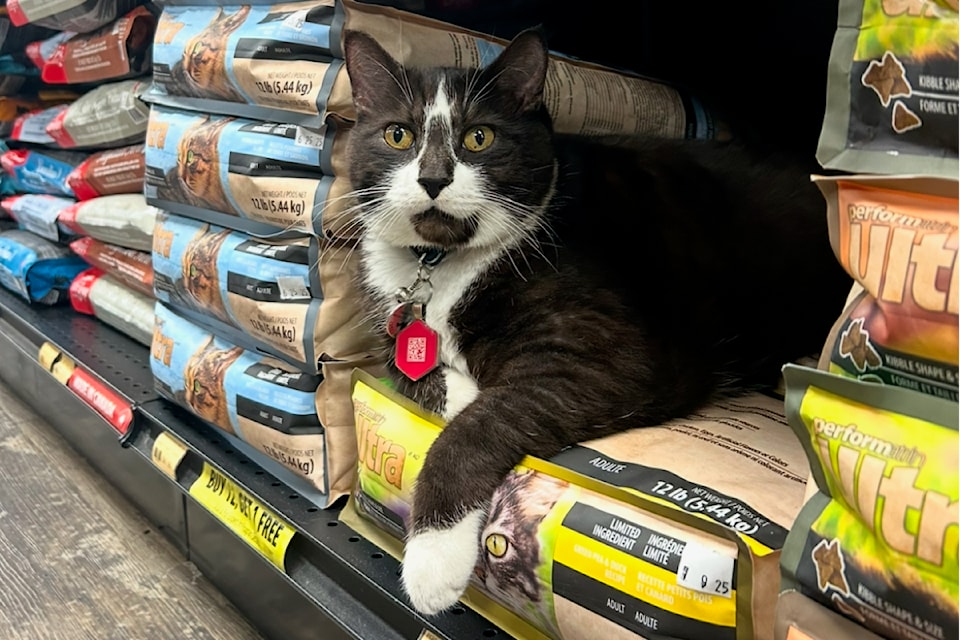 Kelsey Holyk mentioned that when it's time to close Bosley’s, Smokey hides hide in small spots to avoid leaving. 