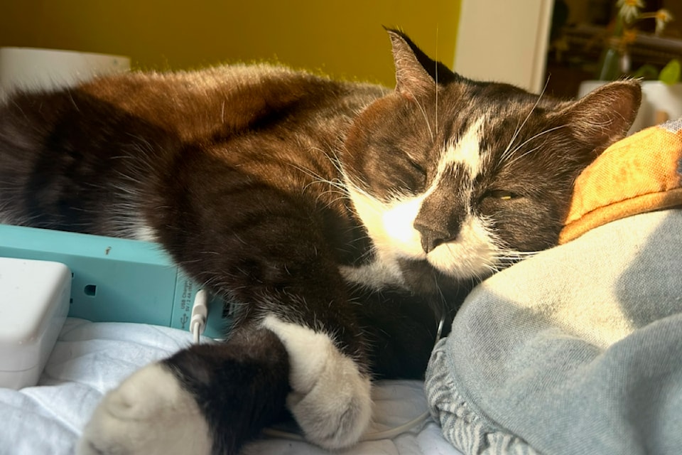 2-napping