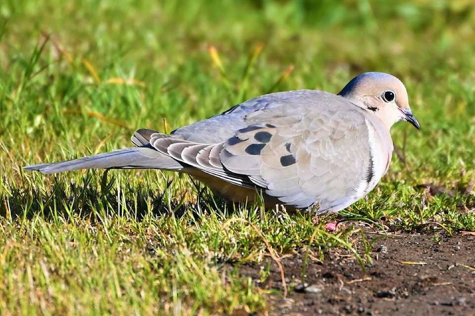 mourningdove